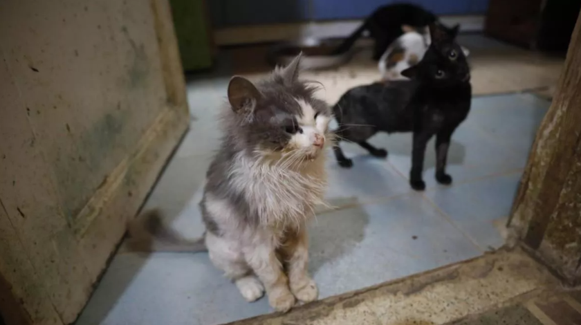 Büyükada'da salgın paniği: 700 kedi öldü