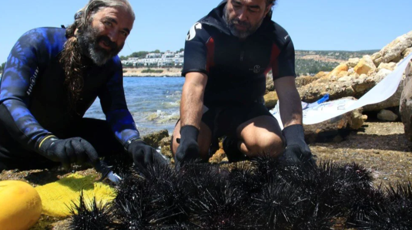 Akdeniz'de dikenli zehirli deniz kestanesi istilası