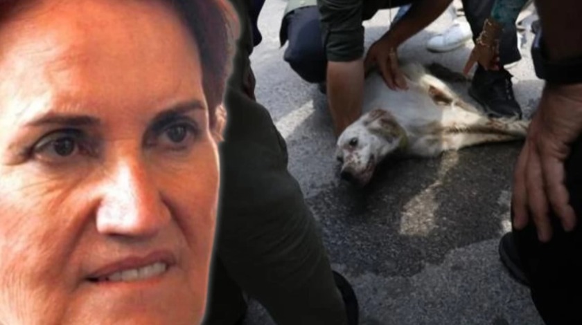 Akşener'i konvoyunun çarptığı köpek ısırdı