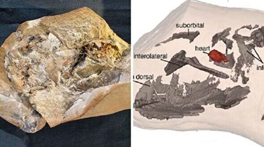 Araştırmacılar dünyanın en eski kalbine sahip fosil buldu! Tam 380 milyon yıllık