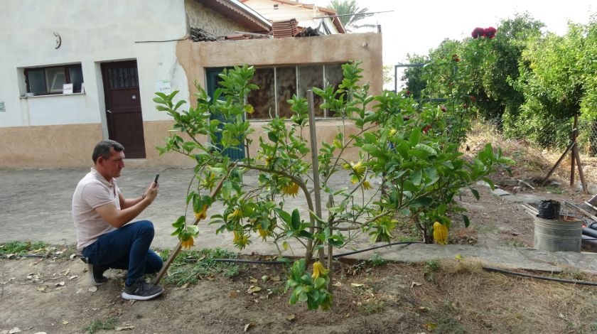 Limon sanıp tesadüfen dikti! Bakın ne çıktı