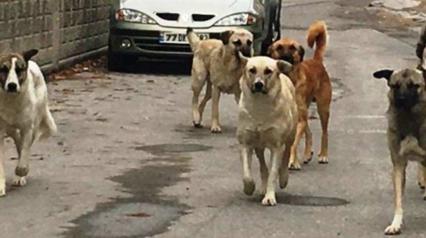 Başıboş köpek sorunu riski de artırdı! Kuduzdan korunmak için neler yapılmalı?