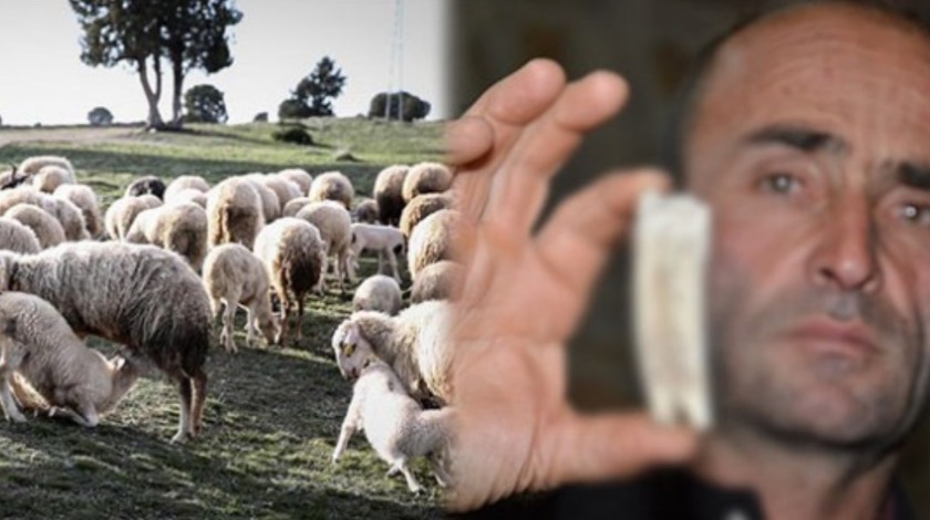 Kuzularını otlatırken buldu! Tarihi buluş sonrası uzmanlar harekete geçti