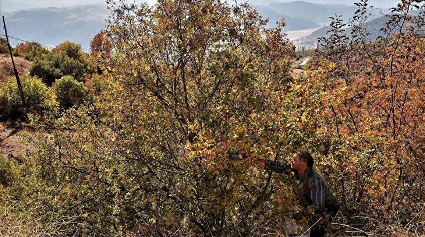 Tesadüfen fark edildi! Kendi kendine yetişiyor: Herkes para kazanmak için oraya gidiyor...