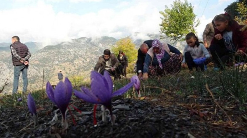 2 dönümde sadece 500 gram çıkıyor! Kilosu tamı tamına 60 bin TL