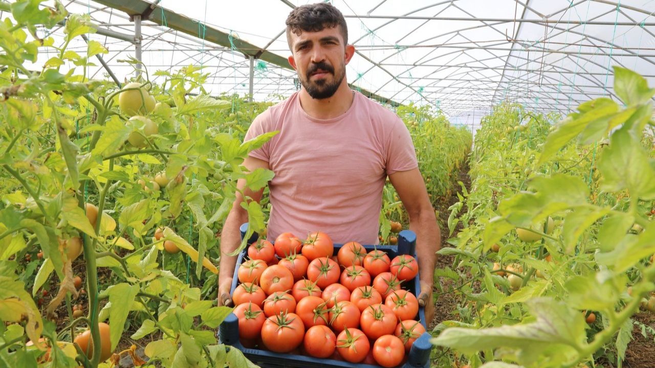 Şehirden köyüne döndü, şimdi ihracata hazırlanıyor