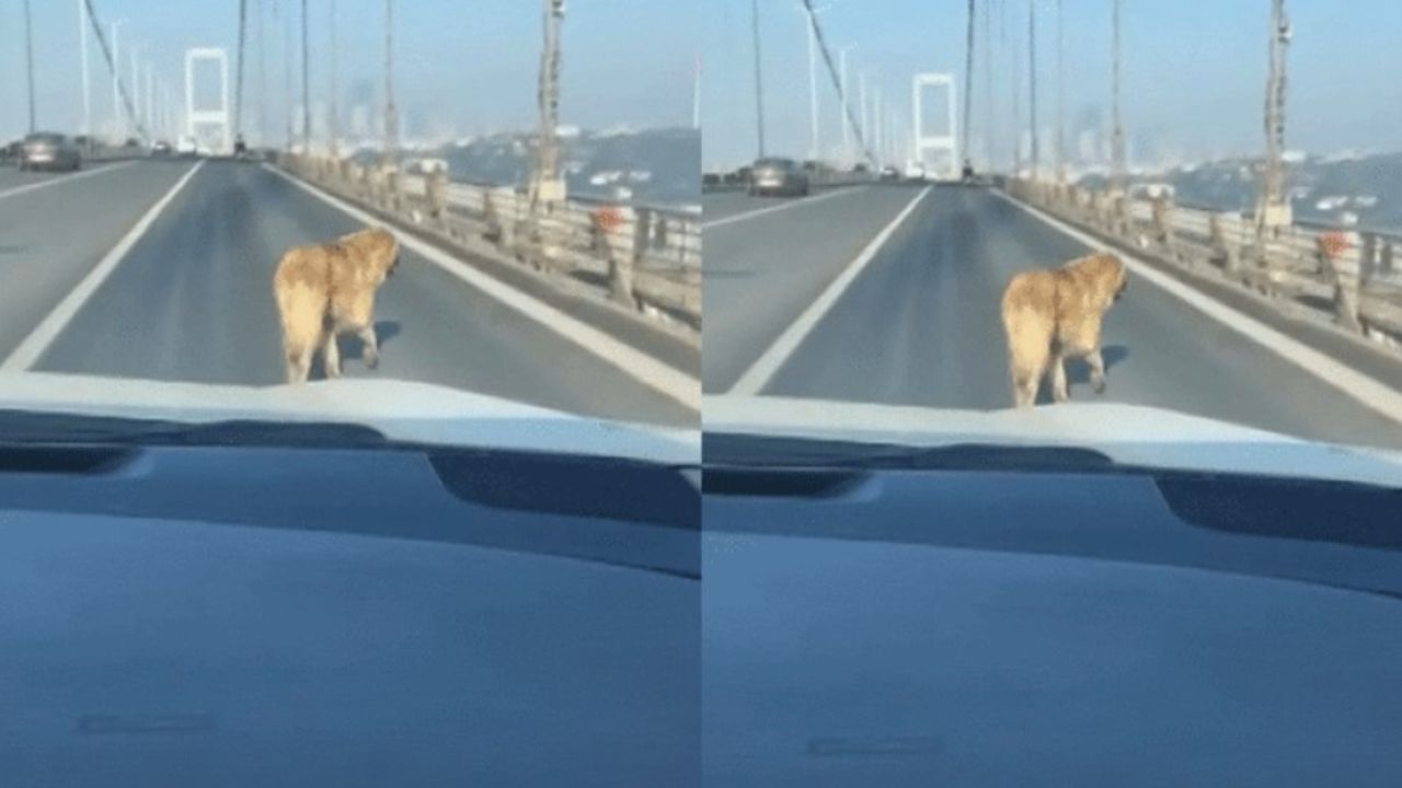 15 Temmuz Şehitler Köprüsü’nde hareketli anlar! Köpeği sürücüler kurtardı
