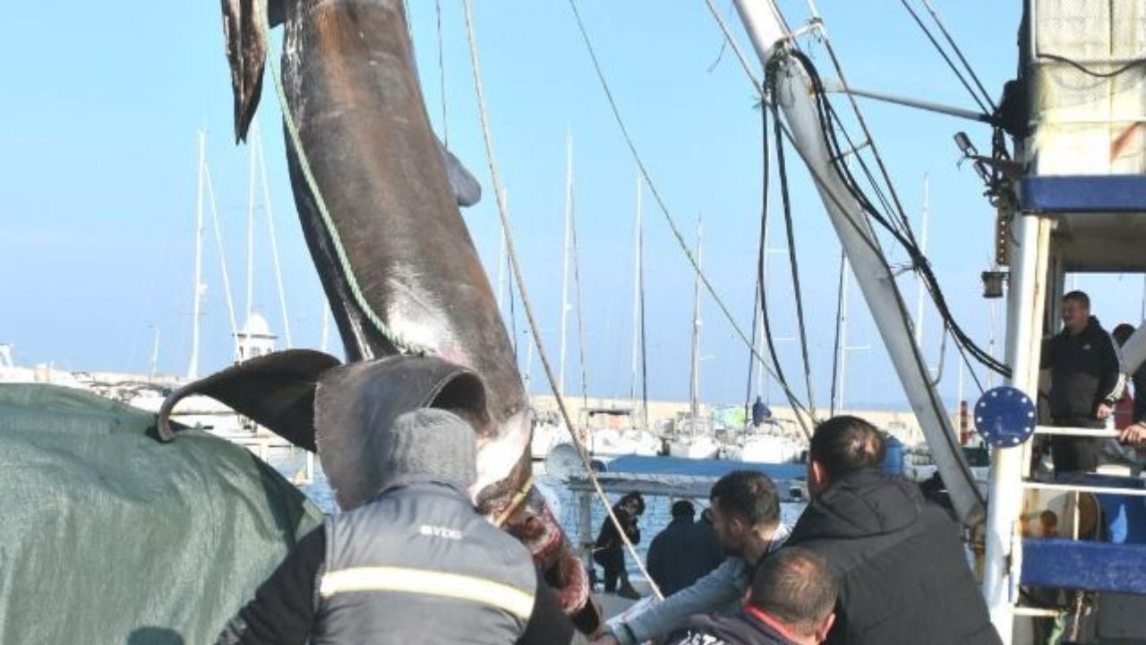 İzmir'de yakalandı... 2 ton ağırlığında ve 10 metre boyunda!