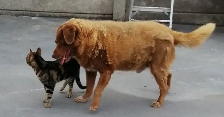 30 yaşındaki Bobi, en yaşlı köpek olarak Guinness Dünya Rekorunu kırdı