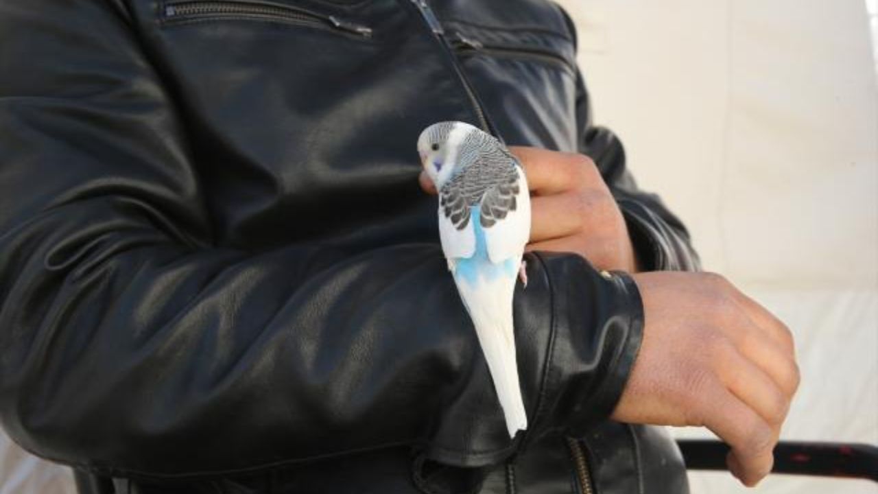 Depremi önceden hisseden Maviş, bir ailenin hayatını kurtardı! Hemen dışarı kaçtılar