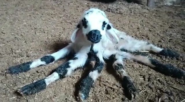 Onu ilgi odağı yapan bacakları... Görenler örümceğe benzetiyor