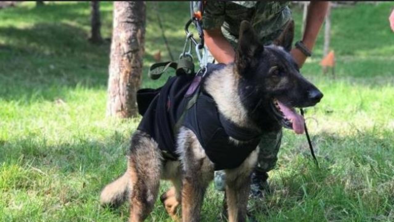 Meksikalı arama-kurtarma köpeği Proteo'nun ölüm nedeni belli oldu