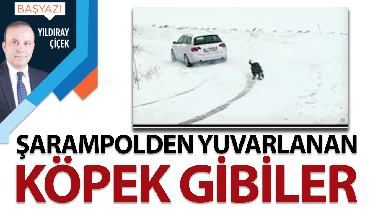 Şarampolden yuvarlanan köpek gibiler