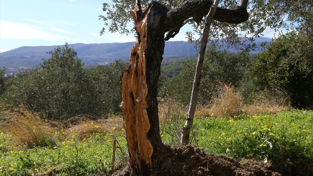 80 yıllık zeytin ağacı depremde ikiye bölündü... Görenler şoke oldu!