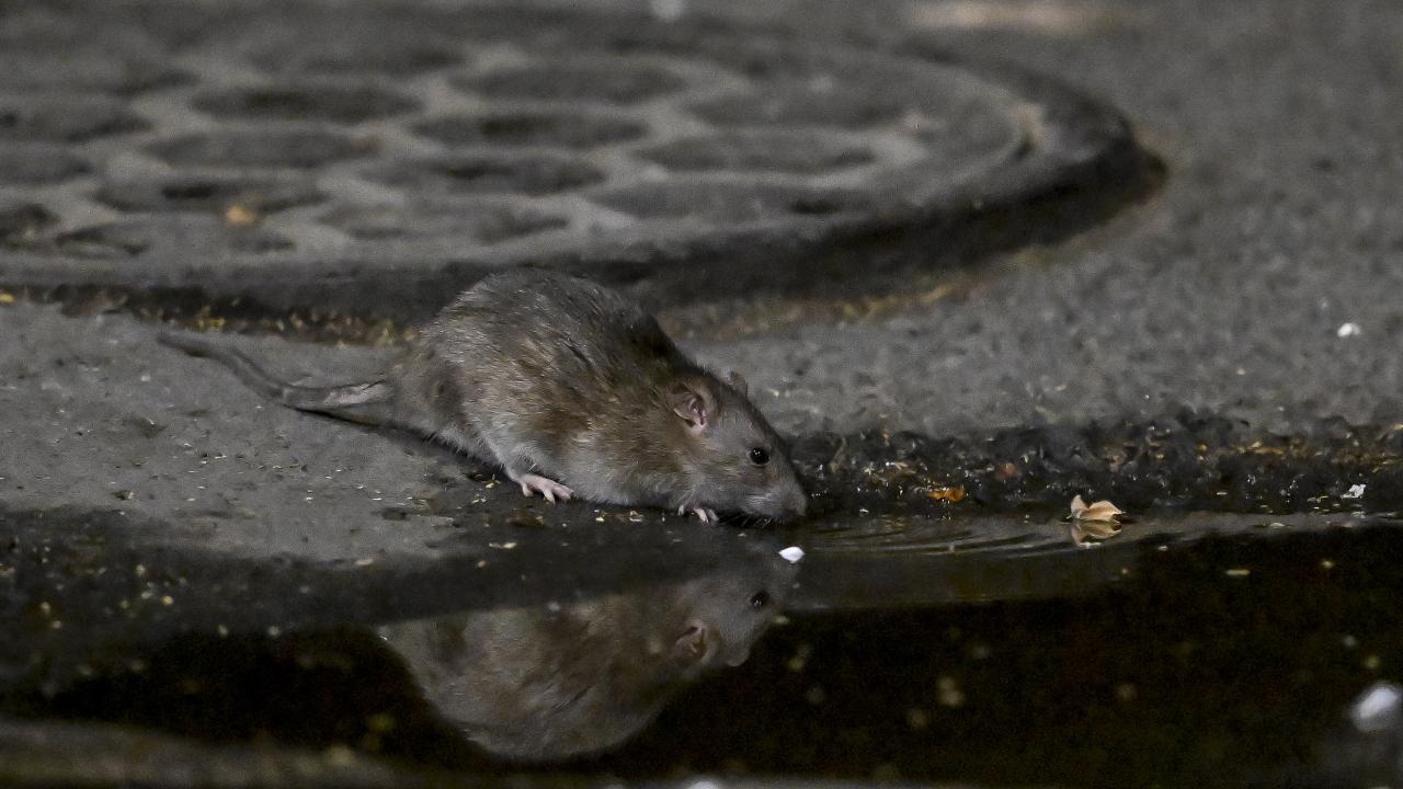 Her yerdeler… ABD’nin en ünlü şehri farelerin evi oldu