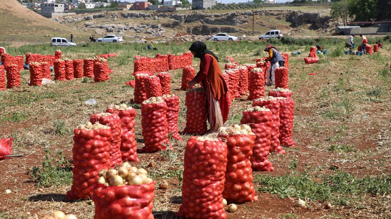 Adana ve Hatay'da turfanda soğan hasadı başladı… “İhtiyaç fazlasıyla karşılanacak”