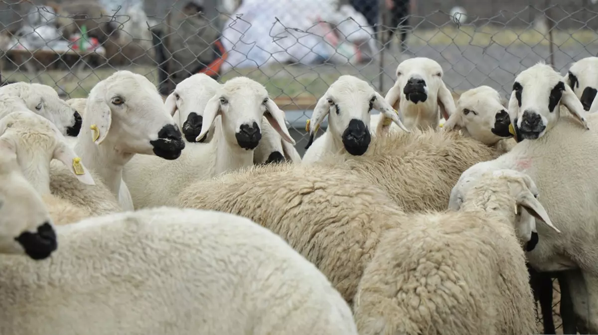 Bakanlık Kurban Bayramı'na ilişkin tedbirler aldı