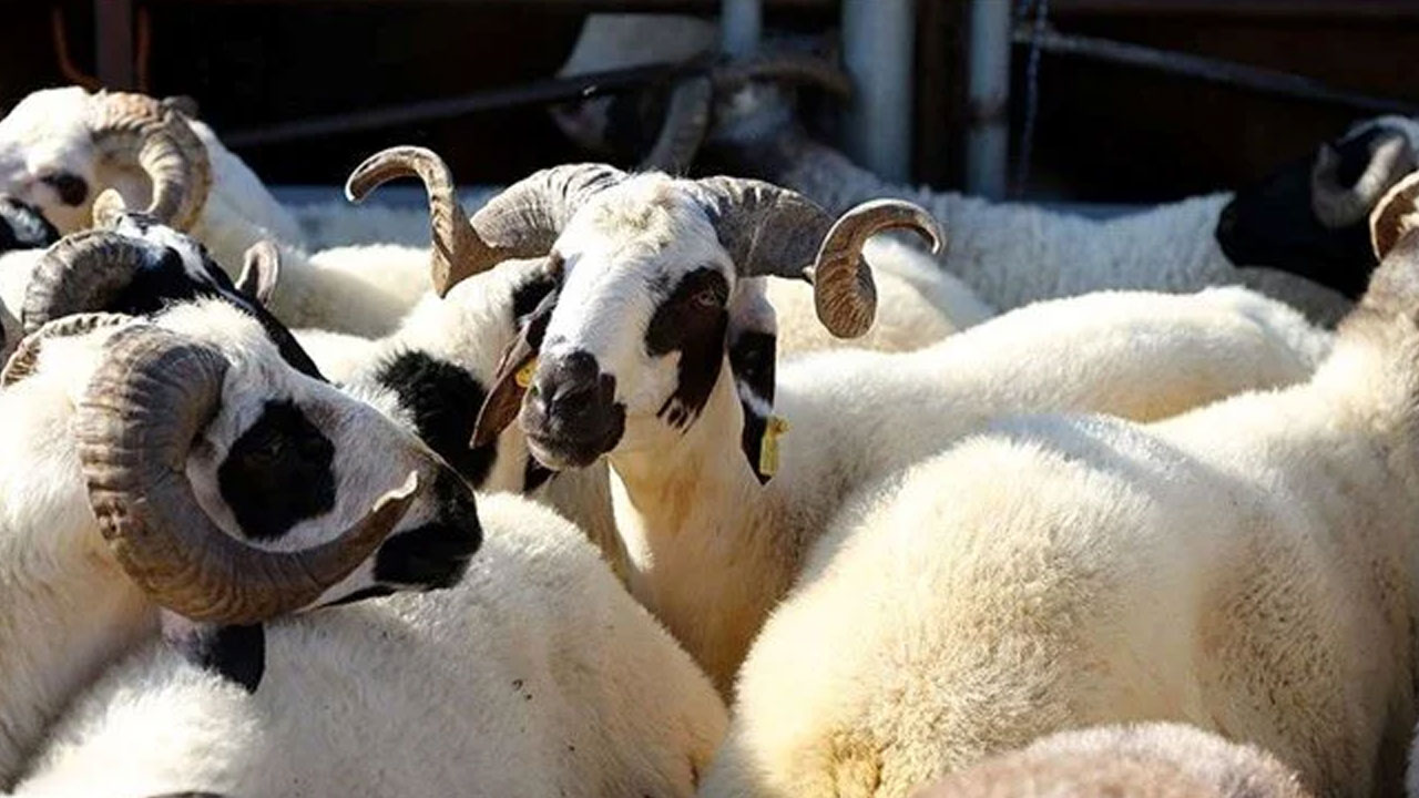 Türk Kızılay, kurban vekaleti bedellerini açıkladı