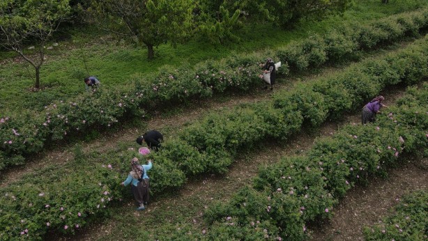 Ondan dudak uçuklatan kazanç sağlıyorlar! Yanlış duymadınız! Litresi 258 bin TL