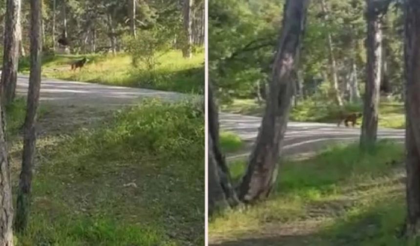 Piknik yapan aile aç ayıyla karşılaştı: Ekmek verelim, bazlama verelim