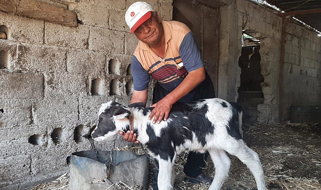 Resmen kıyamet alameti! Gören inek yavrusu sandı, yanına yaklaşınca...