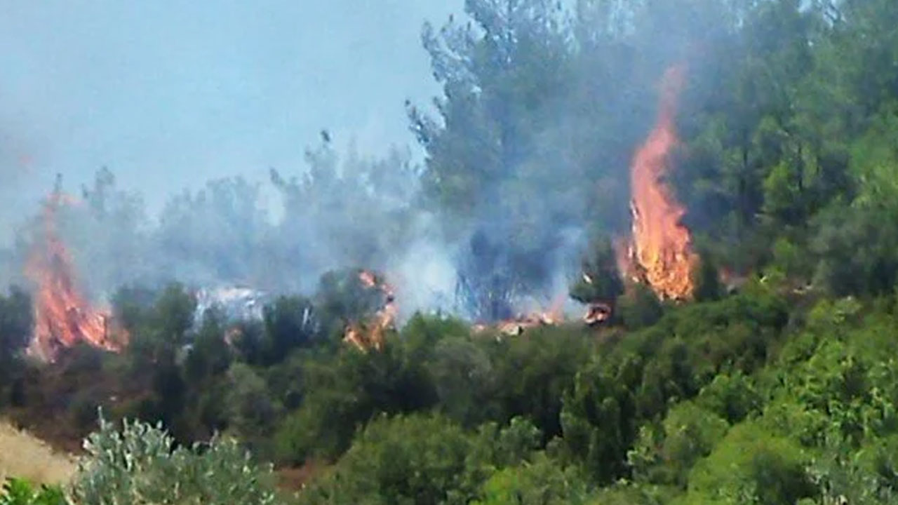 Muğla ve Hatay'da orman yangını