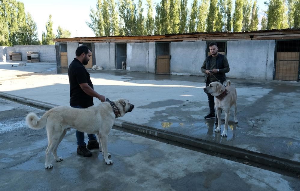 Avrupa ülkelerinden bile talep gören saf ırk köpekler, Erzincan’da yetiştiriliyor