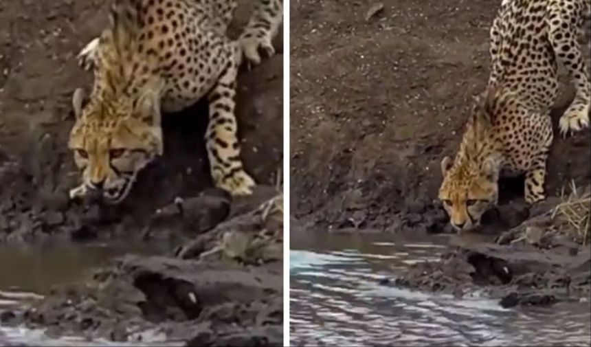 Sinsi katil aniden ortaya çıktı! Vahşi doğanın en hızlı avcısı böyle av oldu