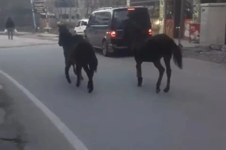 Bursa’da başıboş atlar trafiğe çıktı