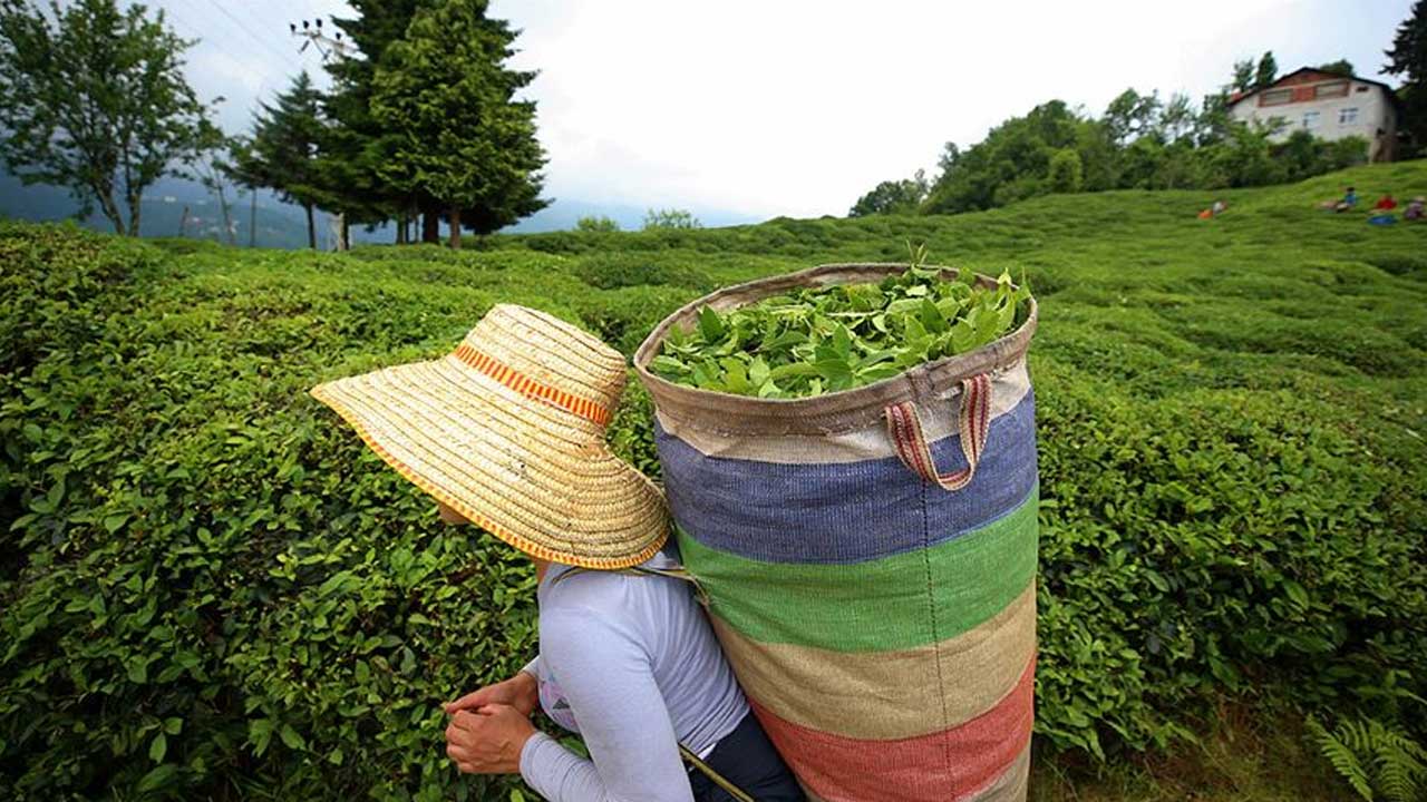 Türkiye'nin çay ihracatı yüzde 85 arttı