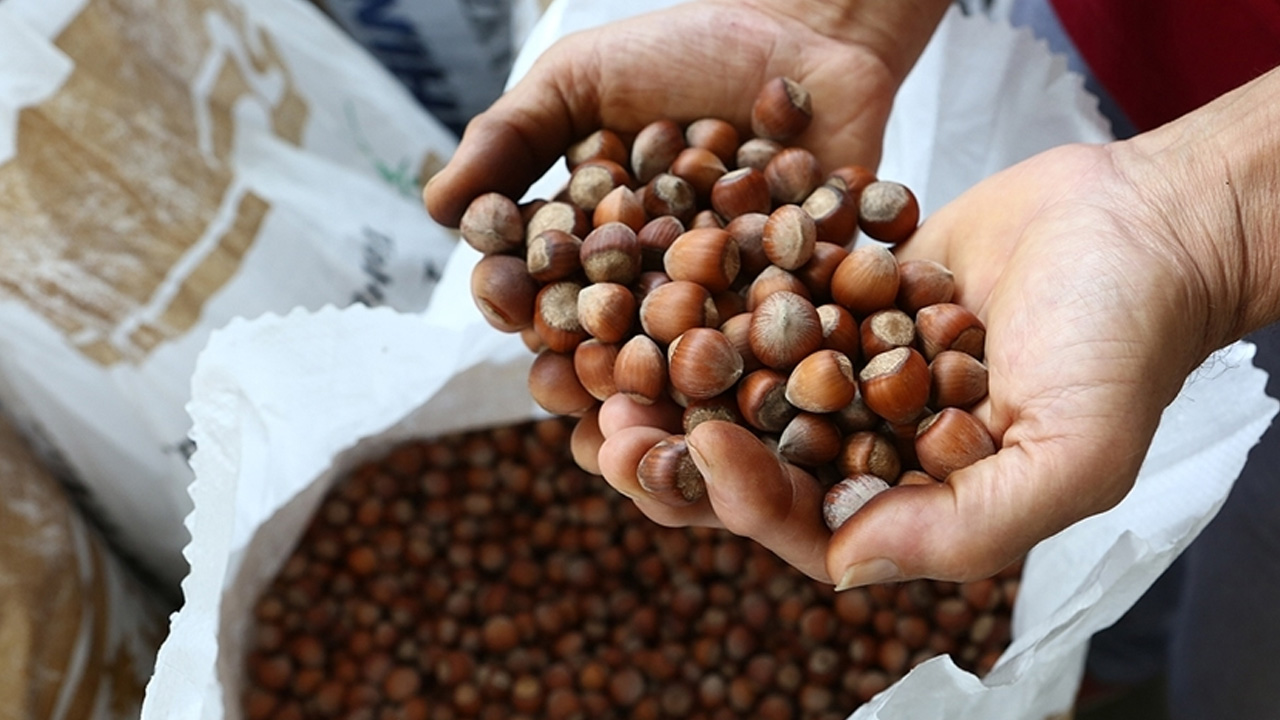 Türkiye'nin fındık ihracatı rekor seviyede