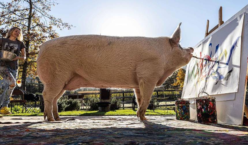 Ressam domuz ‘Pigcasso’ hayatını kaybetti