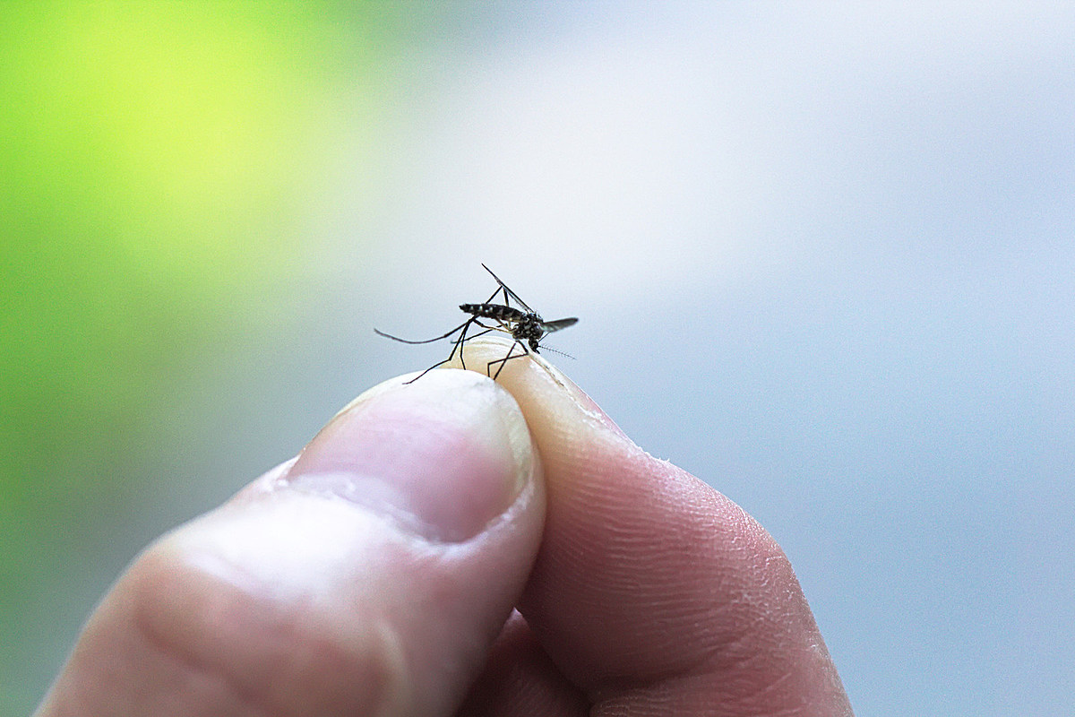 Sivrisinek yoğunluğu yağışlara bağlı! Uzmandan dikkat çeken açıklama