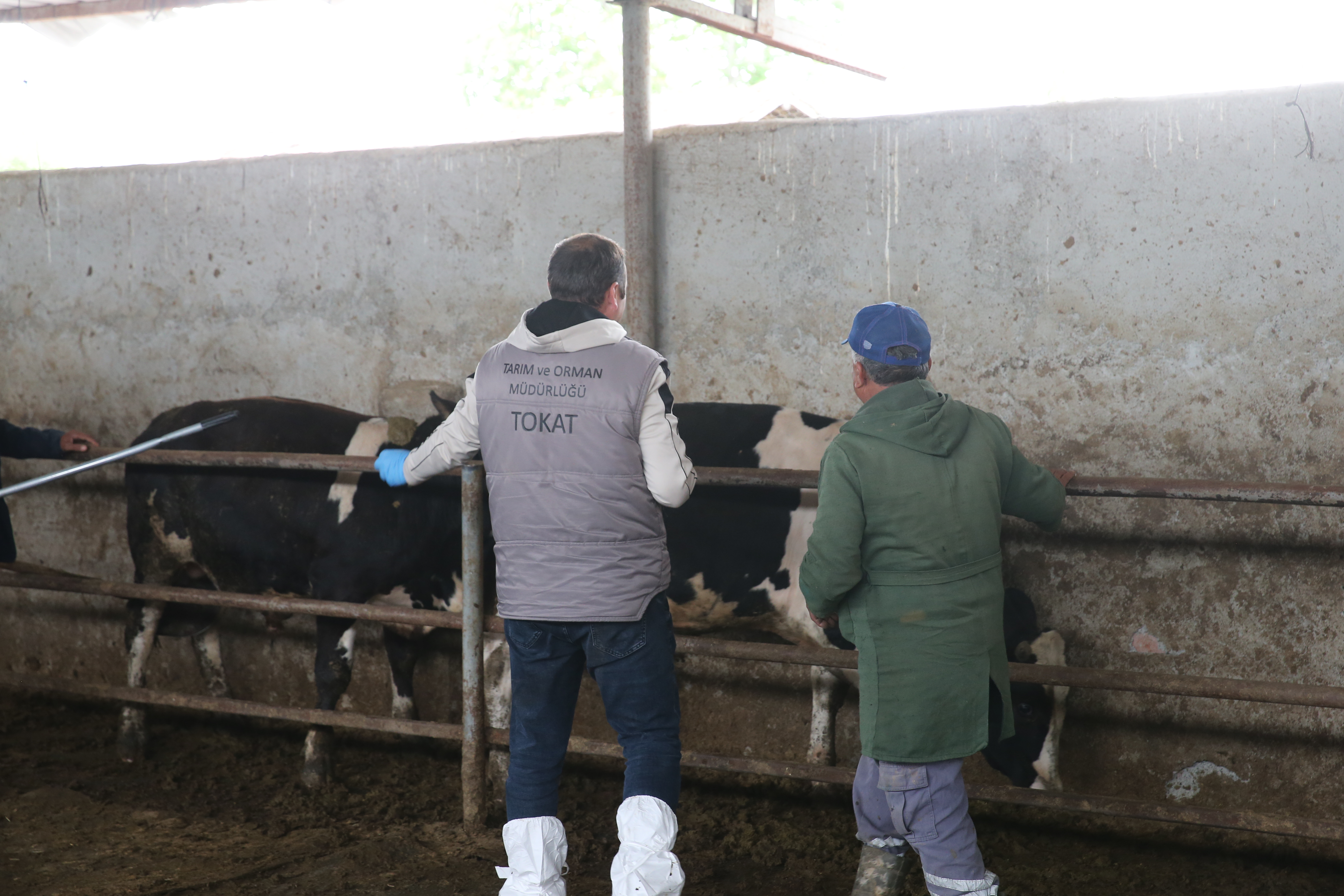 Tokat'ta, Kurban Bayramı öncesi 276 bin büyükbaş hayvana aşı uygulaması