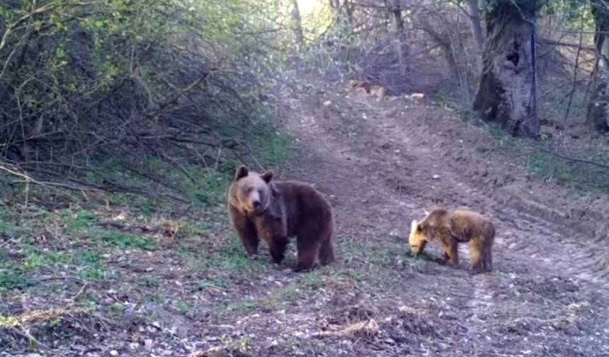 Bozayı ve yavrusunun yemek arayışı fotokapanla görüntülendi