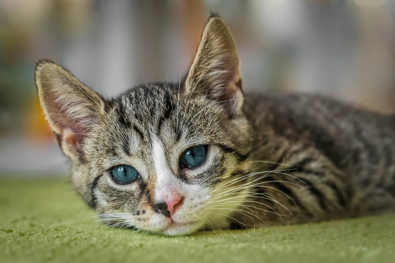 Kediler Neden Kusar? Kedi Kusmasının Başlıca Nedenleri