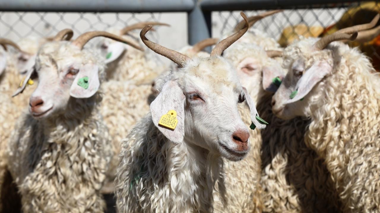 2024 vekaletle kurban kesim bedeli belli oldu