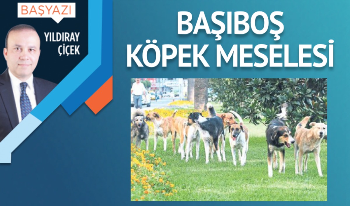 Başıboş köpek meselesi