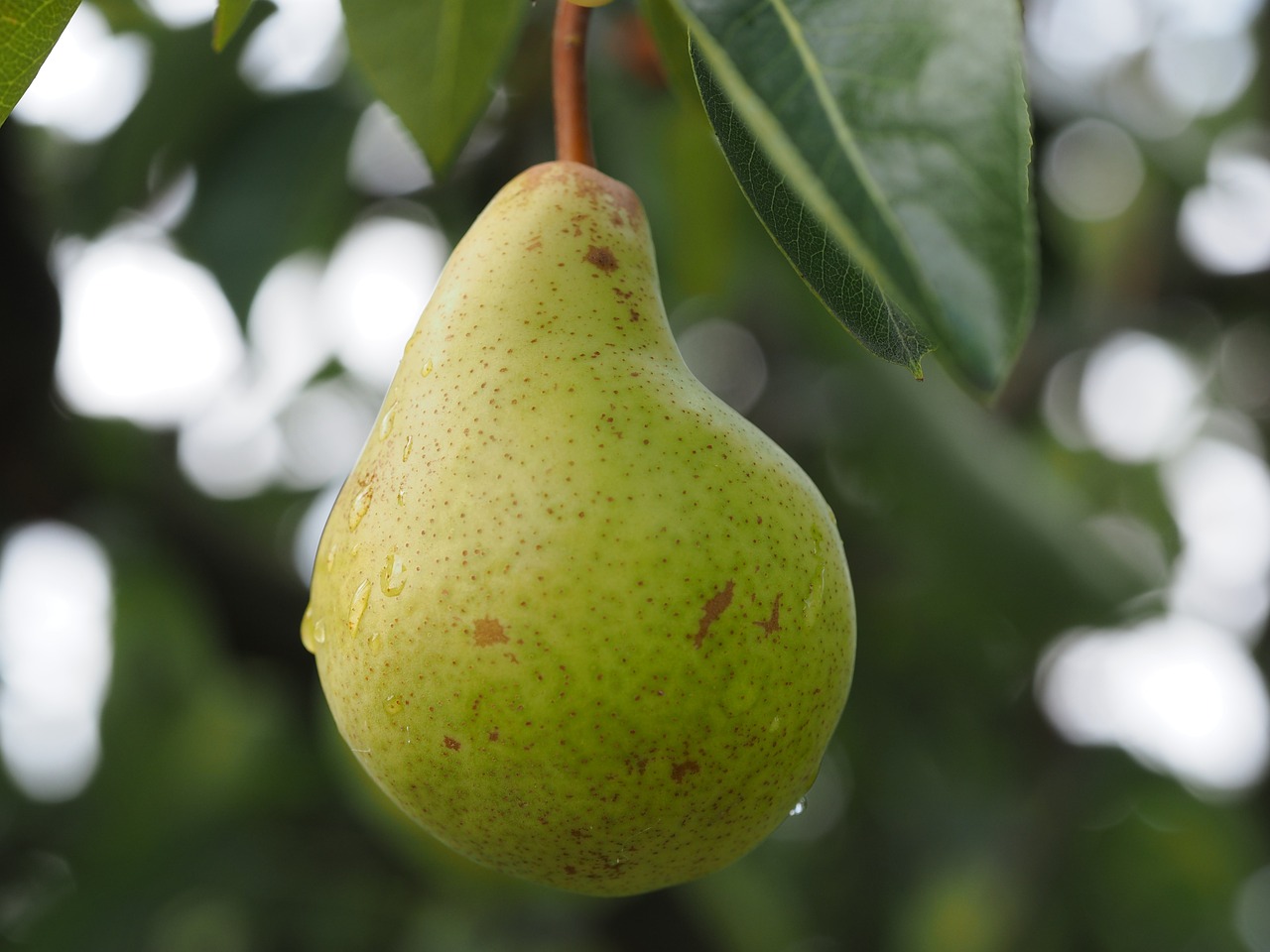 Pear 2711601 1280