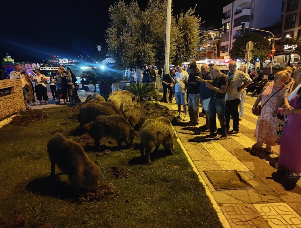 Merkeze yaban domuzları indi, selfie çekinmek için sıraya girdiler