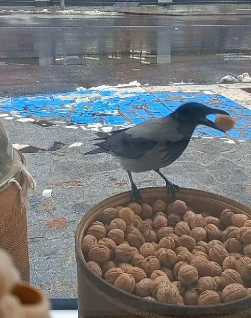 Kutudan cevizleri tek tek çaldı: Karga kameralara yakanlandı