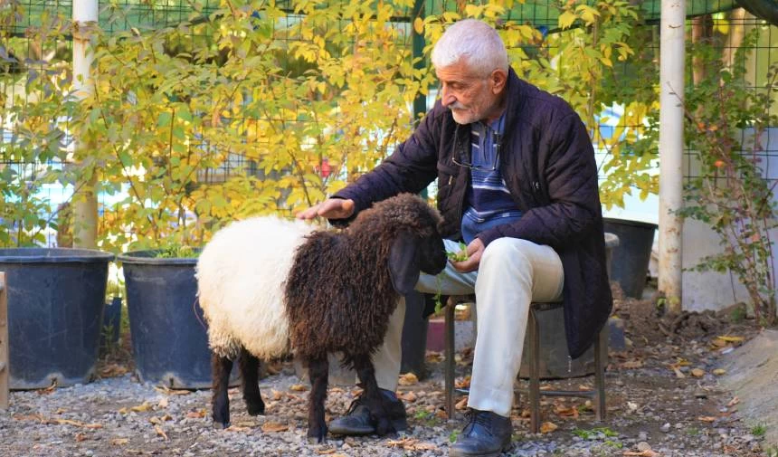 Yürek ısıtan hikaye! Kuzusuna Fulya Öztürk'ün adını verdi