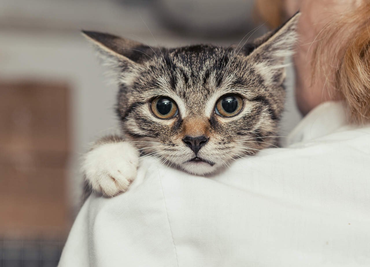 Kedi Yaşı Nasıl Hesaplanır? İnsan Yaşına Göre Kedi Yaşları