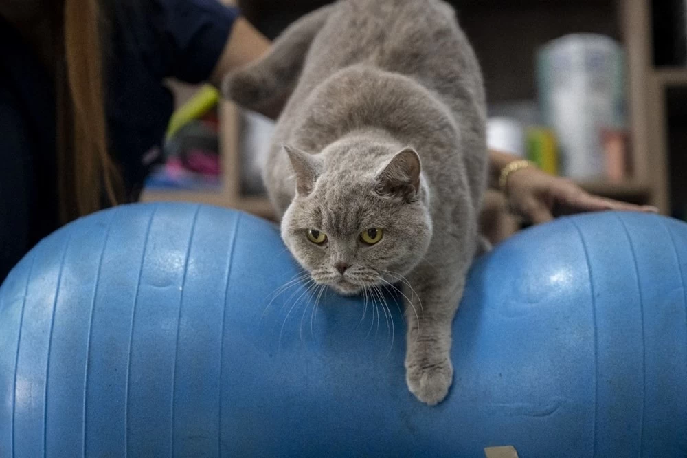 Obez kedi Şiraz'ın muhteşem değişimi: Pilates ve yüzmeyle 6 kilo verdi