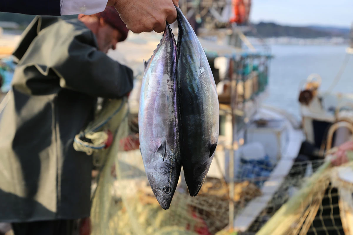 Karadeniz'de balıkçılar, bol balık sezonu için umutlu