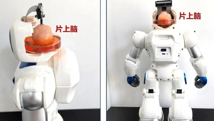 Dünyada bir ilk: İnsan beyniyle kontrol edilen robot