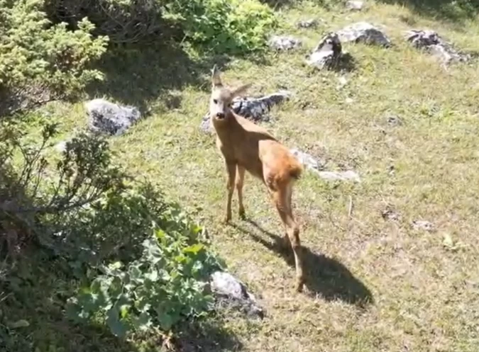 Tedavisi tamamlanan karaca doğaya salındı