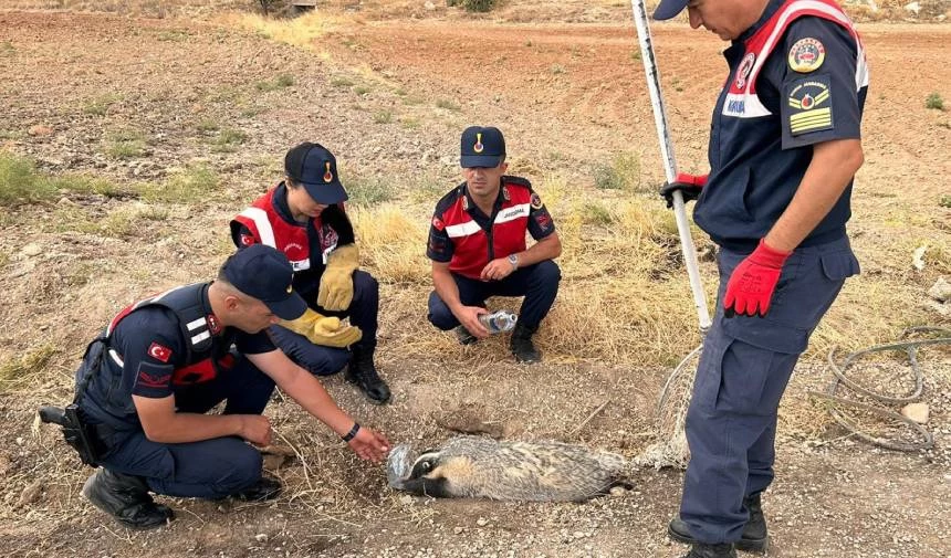 Türkiye'de nadir görülüyordu, yaralı halde bulundu