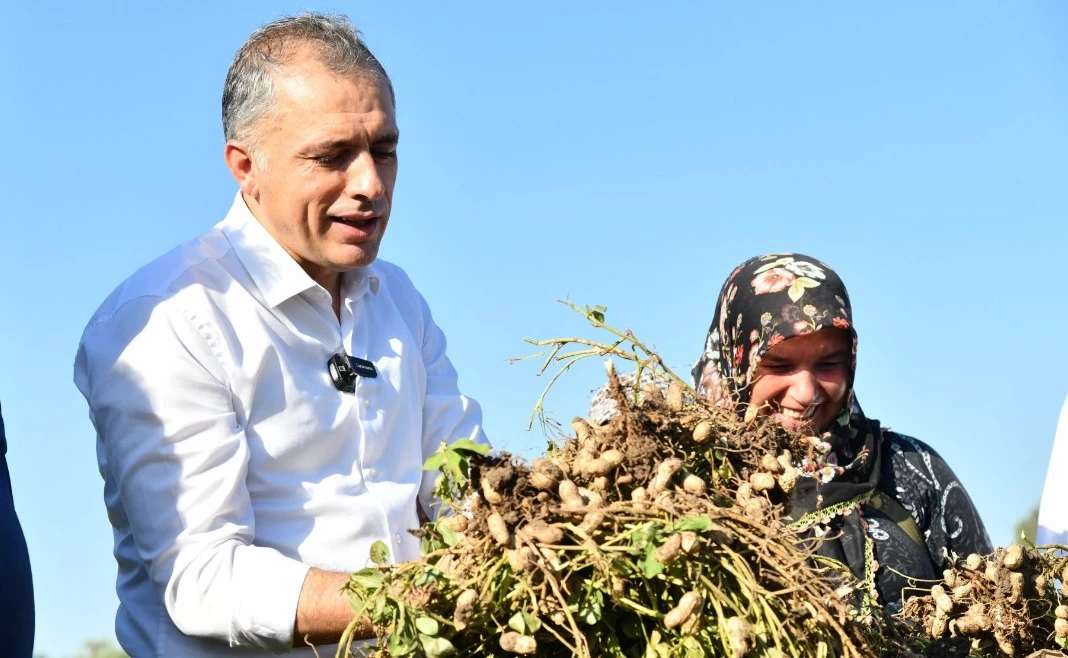 Osmaniye Belediye Başkanı Çenet çiftçilerle hasat yaptı: Fıstık gibi bir memleketteyiz